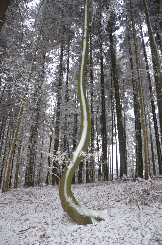 Winterbaum_Foto: Bernhard Salzer